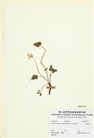 藏品(山酢醬草)的圖片